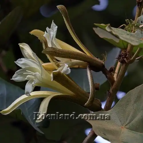 Птероспермум кленолистный - Pterospermum acerifolium 