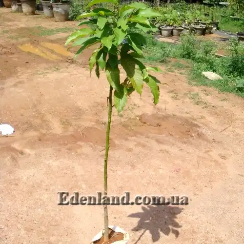 Изображение саженец