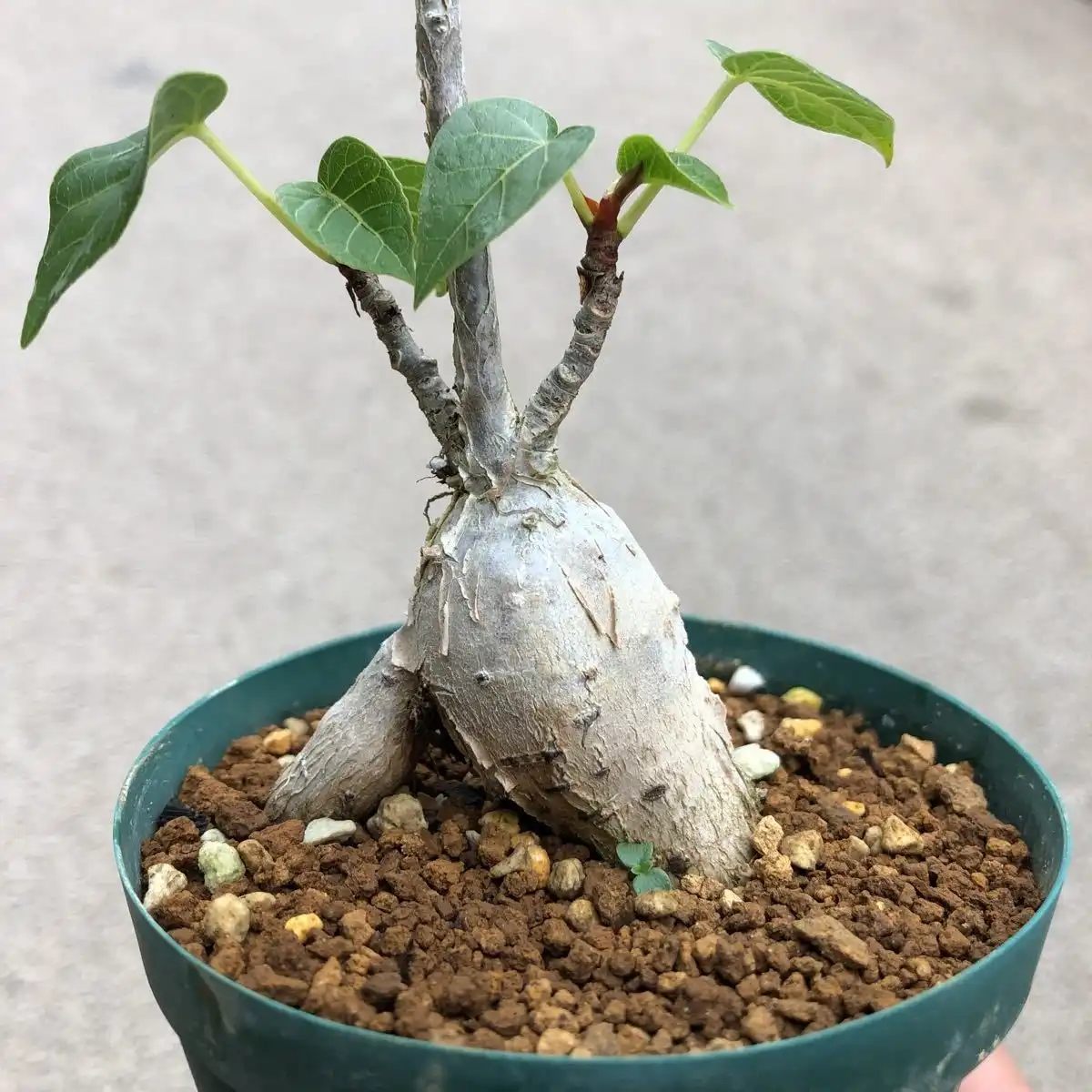 Фикус абутилонолистный  - Ficus abutilifolia