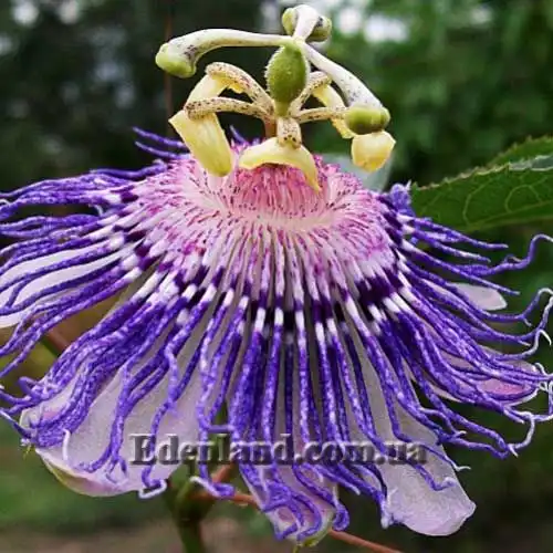 Пассифлора телесноцветная - Passiflora incarnata