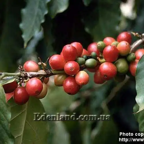 Кавове дерево - Coffea