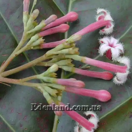 Цинхона пушистая - Cinchona pubescens