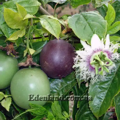 Пассифлора съедобная Роланд - Passiflora edulis Roland