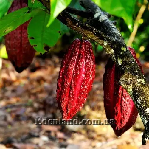Теоброма какао (червона) - Theobroma cacao (Red)