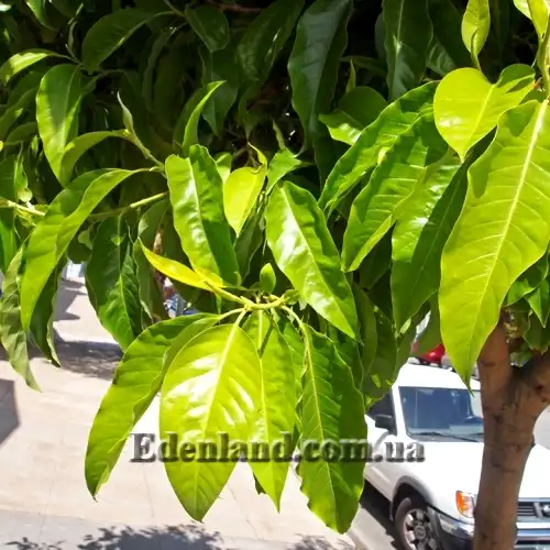 Изображение листья