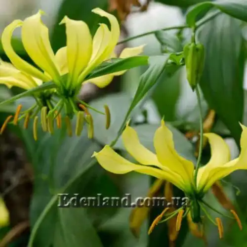 Глоріоза розкішна жовта - Gloriosa superba Yellow 