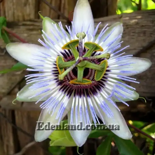 Пассифлора голубая  - Passiflora caerulea
