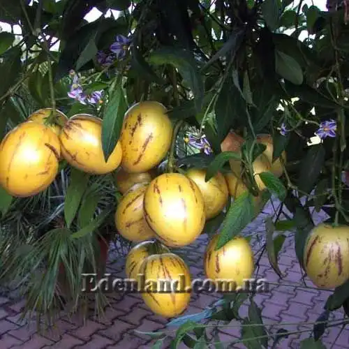 Пепіно - Solanum muricatum