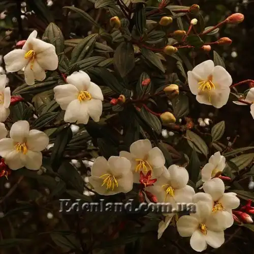 Тибухина чешуйчатая (белая) - Tibouchina lepidota (alba)