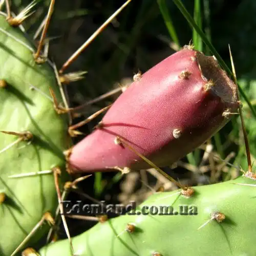 Изображение плод