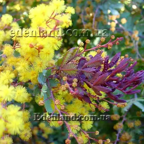 Акация Бейли (пурпурная) - Acacia baileyana var. purpurea