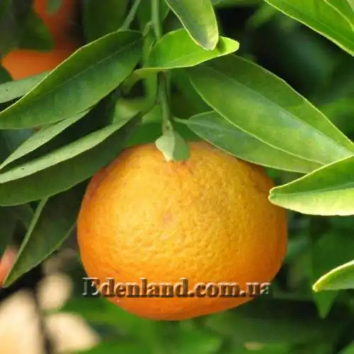 Клементин  - Citrus clementina