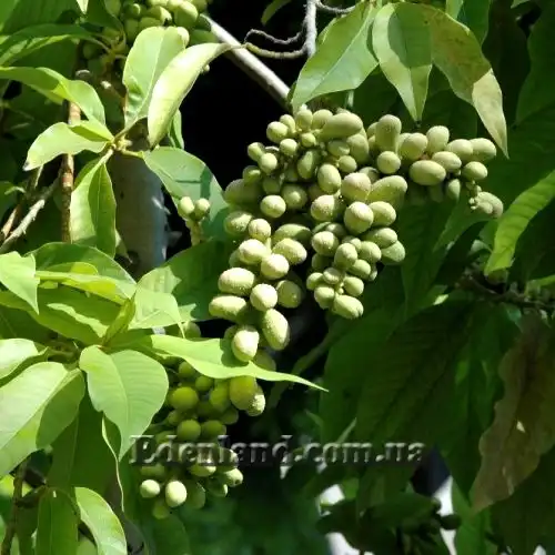 Изображение плоды