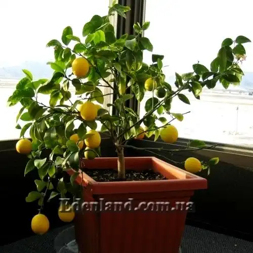 Лимон Мейера  - Citrus Limon Mejer