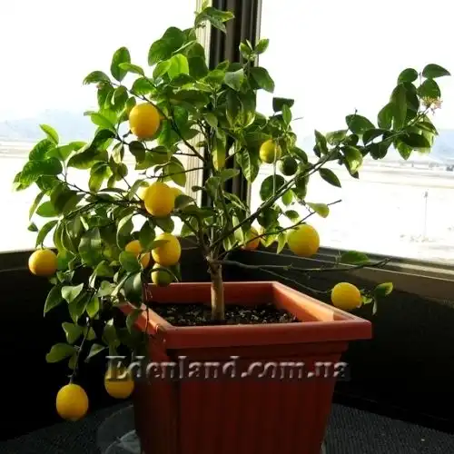 Лимон Мейера - Citrus Limon Mejer