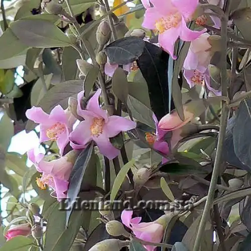 Лагунария Патерсона - Lagunaria patersonii