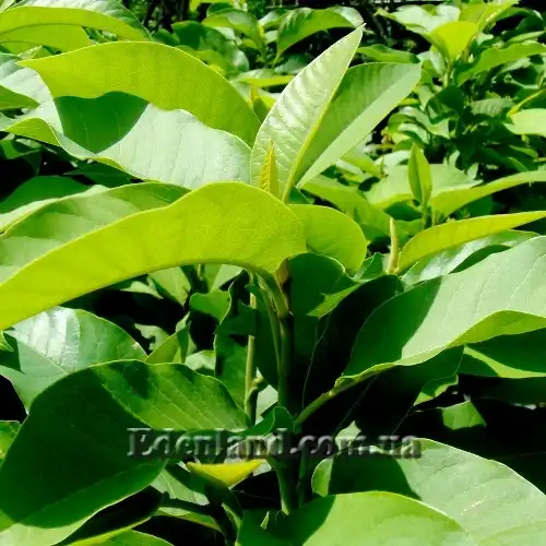 Изображение побег