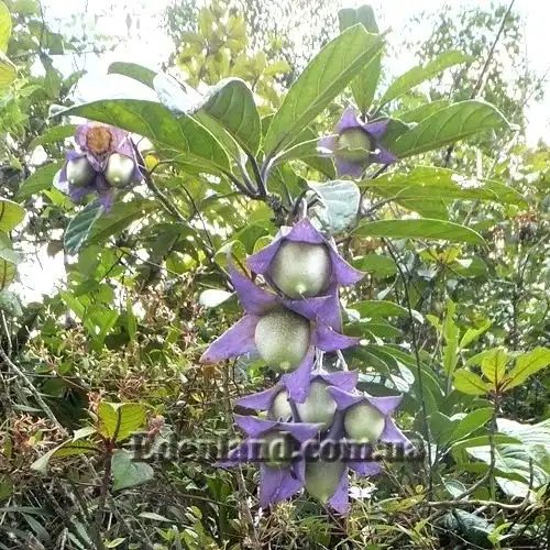 Трианея красивая - Trianaea speciosa