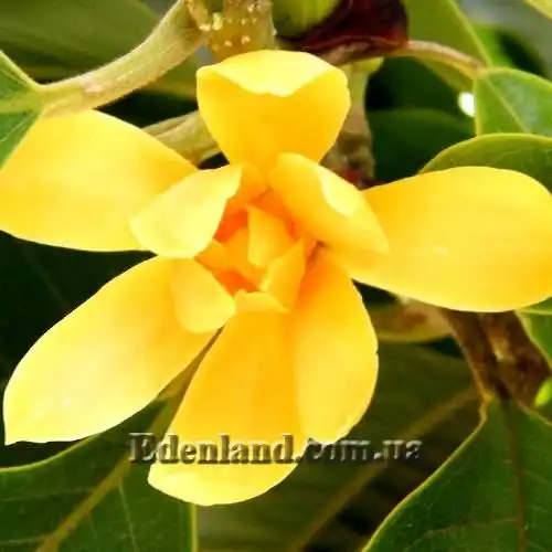 Михелия Чампака - Michelia champaca