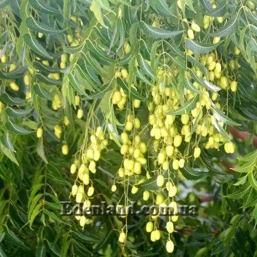 Азадирахта индийская - Azadirachta indica