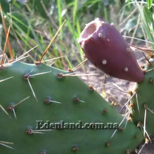 Изображение плод