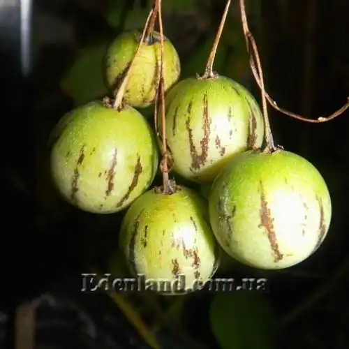 Паслін каріпенс, Тзімбало - Solanum caripense 
