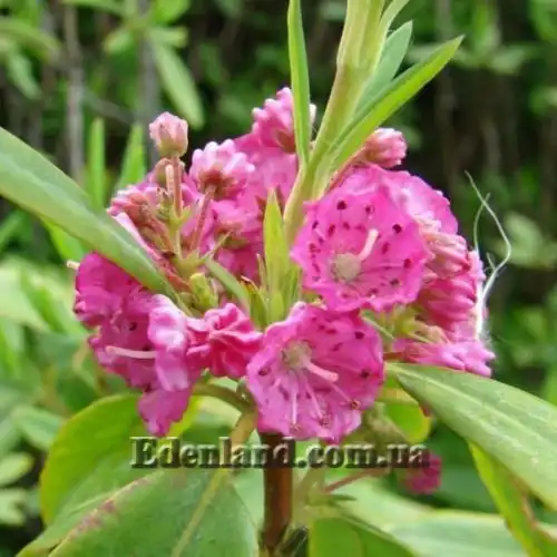 Кальмия узколистная  - Kalmia angustifolia