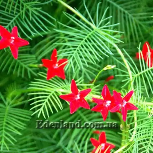 Іпомея квамокліт (червона) - Ipomoea quamoclit red