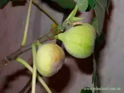 Інжир (Ficus Carica)