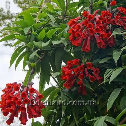 Бомарея багатоквіткова - Bomarea multiflora