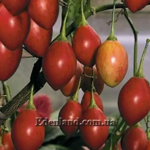 Цифомандра свекловидная красная - Cyphomandra betacea red