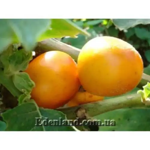 Изображение Паслен сидячецветковый (Топиро, Кокона) - Solanum sessiliflorum