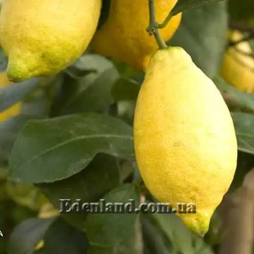 Лимон Лунаріо - Citrus limon Lunario