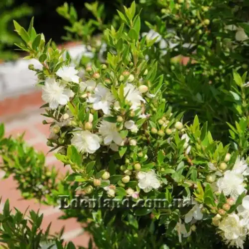 Мирт обыкновенный - Myrtus communis 