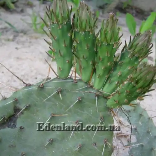 Изображение бутоны