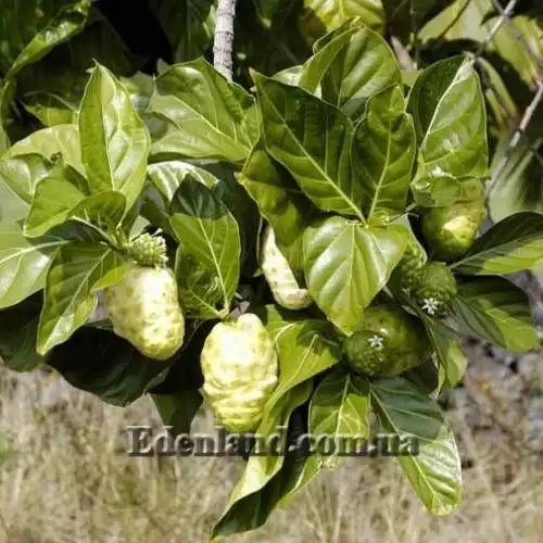 Морінда цитрусолистна - Morinda citrifolia