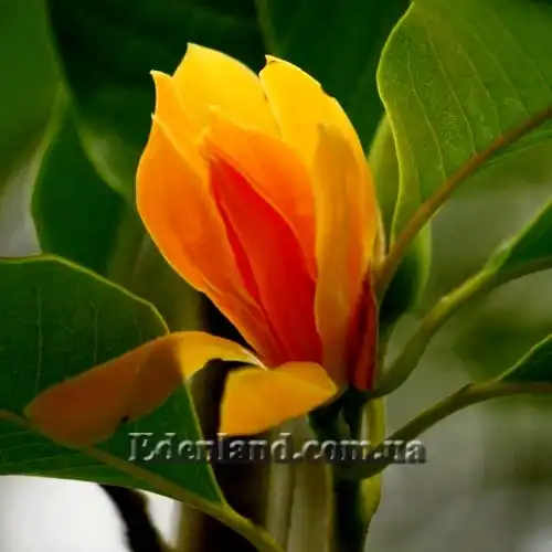 Изображение цветок