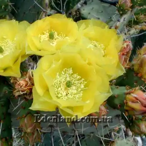 Изображение цветение