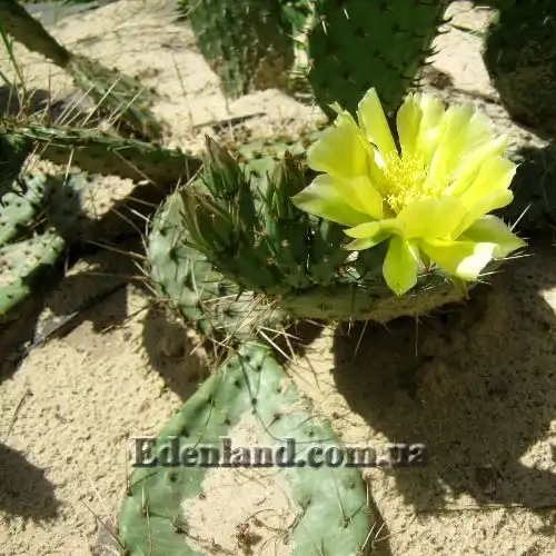 Изображение цветение