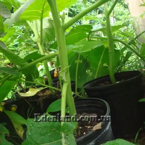 Изображение Паслен сидячецветковый (Топиро, Кокона) - Solanum sessiliflorum