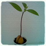 Саджанець авокадо - 3 місяці