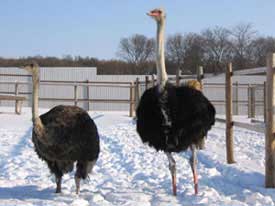 Пара страусов зимой