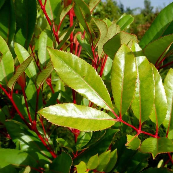 Изображение Кунония капская  - Cunonia capensis 
