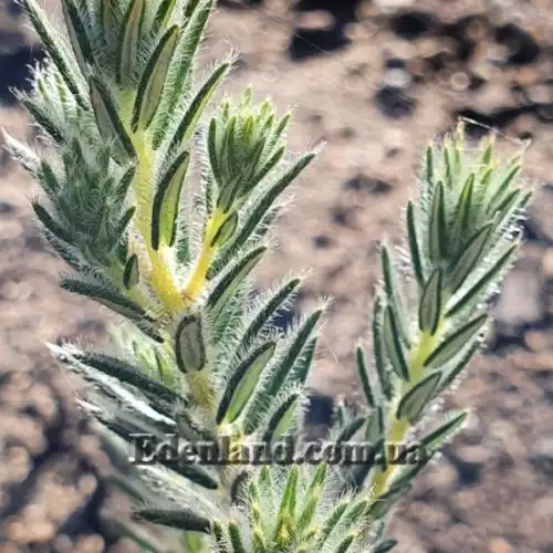 Изображение Филика пернатая - Phylica plumose 