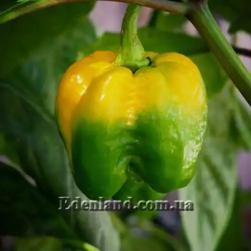 Изображение Перец Тринидад Моруга Скорпион Желтый - Capsicum Trinidad Moruga Scorpion Yellow