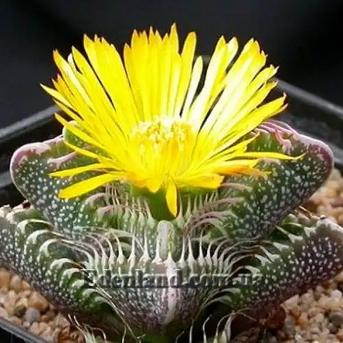 Фаукария тигриная - Faucaria tigrina