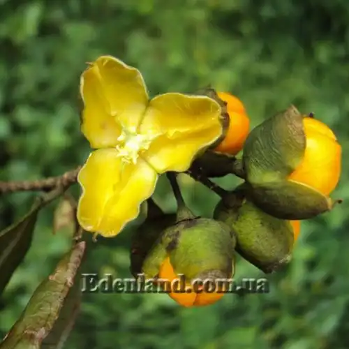 Изображение Целаструс метельчатый - Celastrus paniculatus