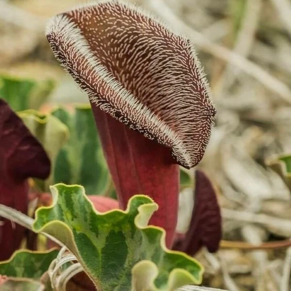 Хвилівник (Аристолохія) чилійський - Aristolochia chilensis 