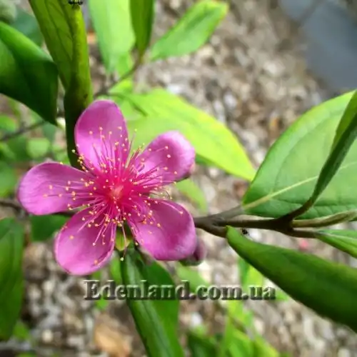 Изображение Родомирт войлочный - Rhodomyrtus tomentosa