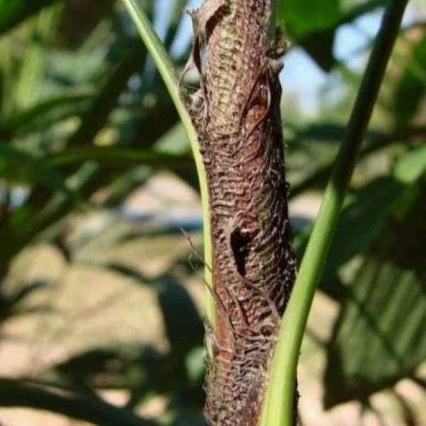 Зображення Рапис тонкий  - Rhapis subtilis 